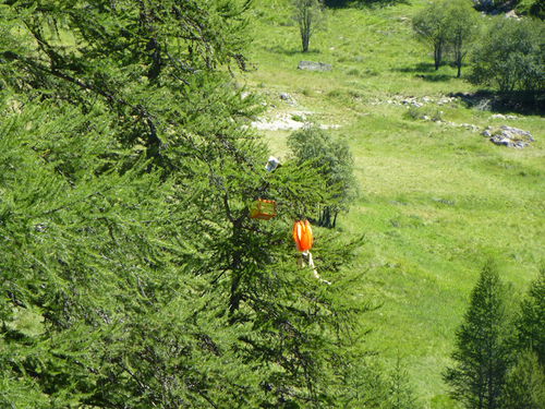 Stella-1 dans son arbre